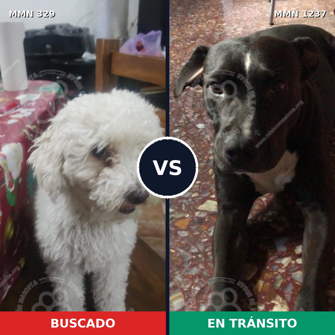 Comparativa MMS 20298: mascota perdida y mascota encontrada, 46% de similitud
