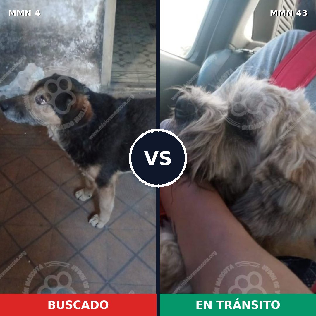 Comparativa MMS 203: mascota perdida y mascota encontrada, 66% de similitud