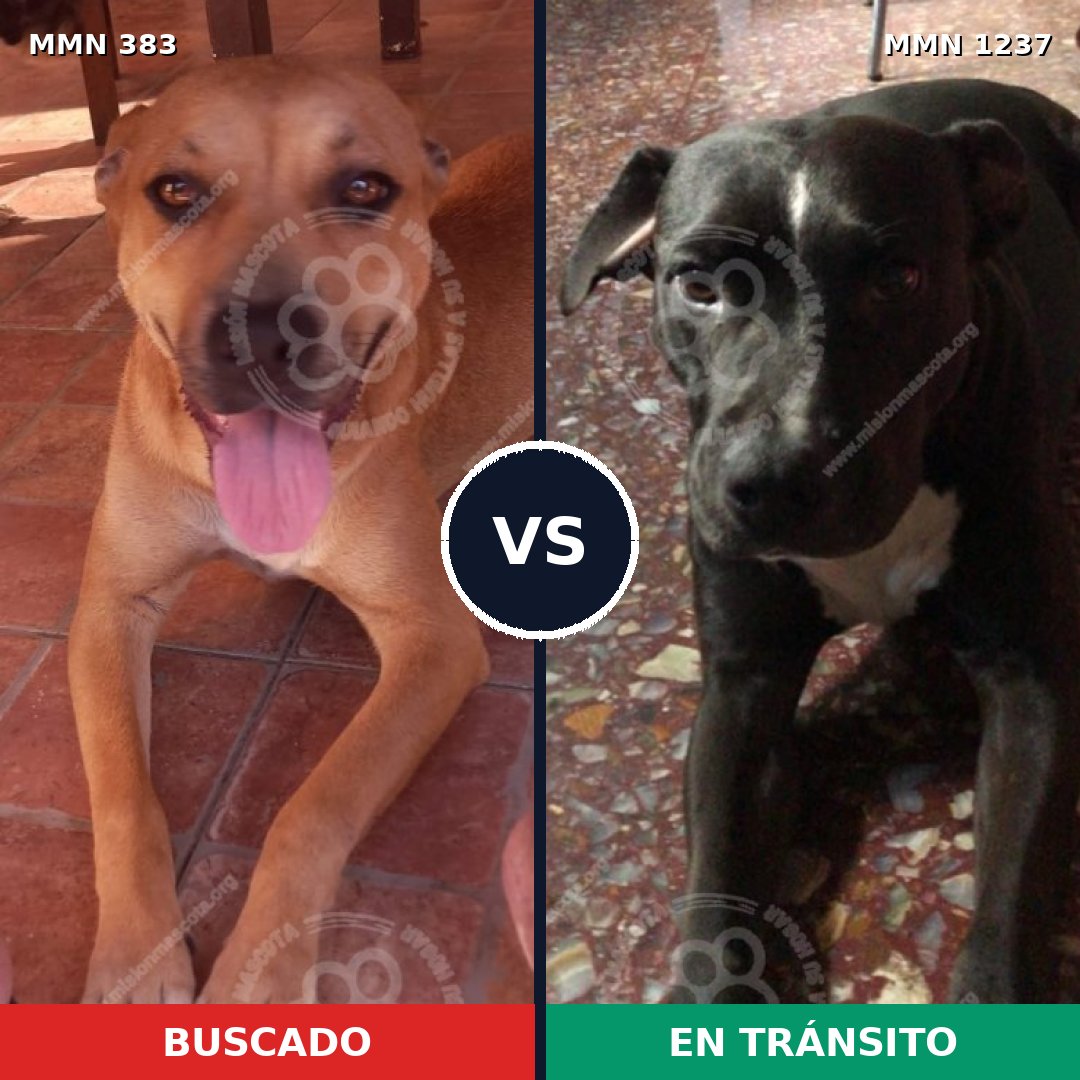 Comparativa MMS 20300: mascota perdida y mascota encontrada, 55% de similitud
