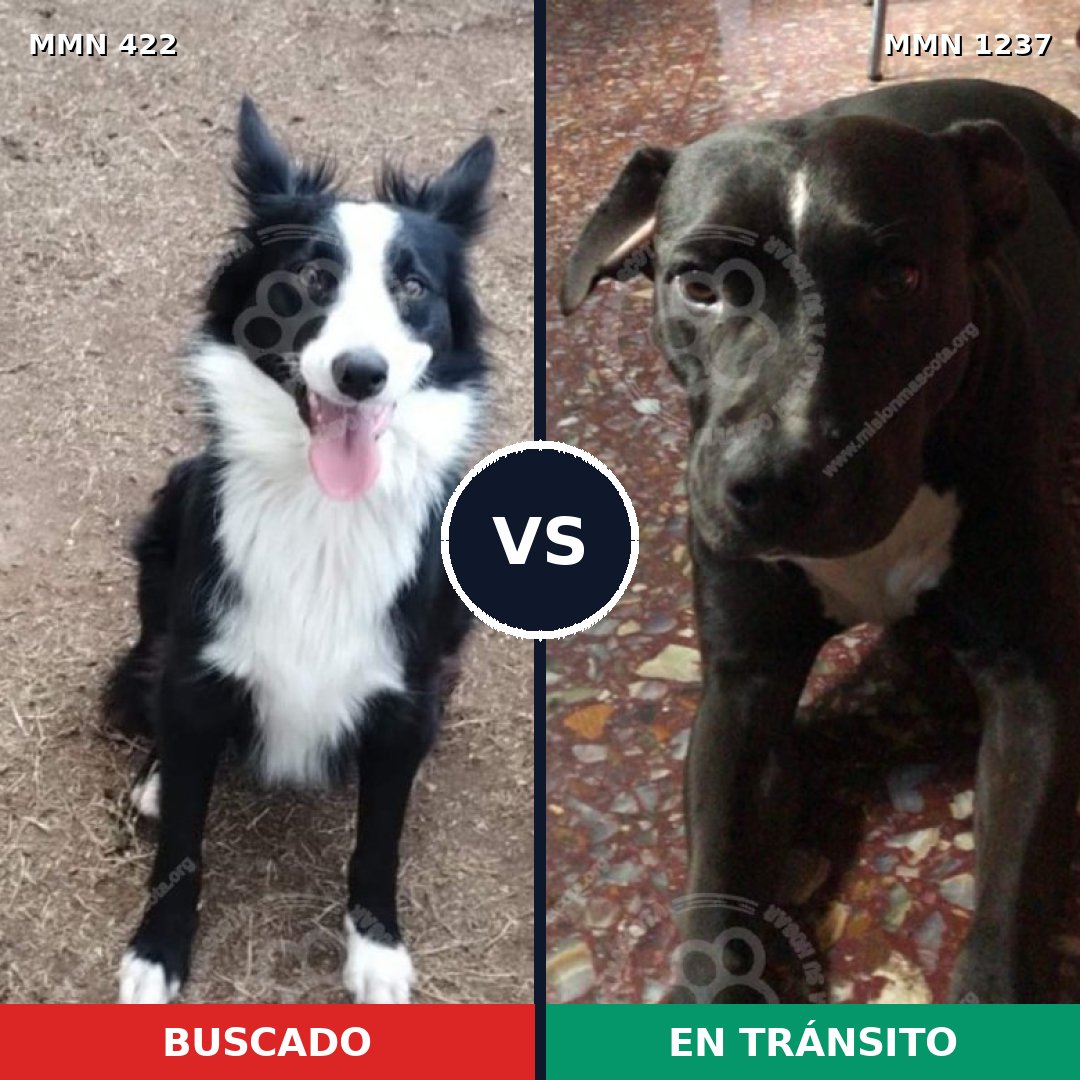 Comparativa MMS 20302: mascota perdida y mascota encontrada, 61% de similitud