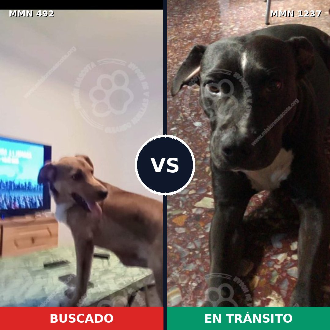 Comparativa MMS 20303: mascota perdida y mascota encontrada, 62% de similitud