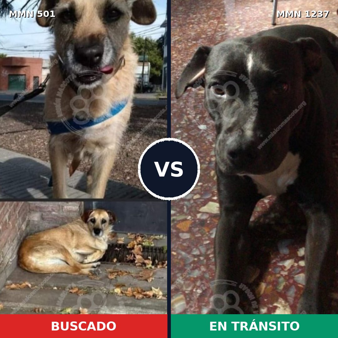 Comparativa MMS 20304: mascota perdida y mascota encontrada, 81% de similitud