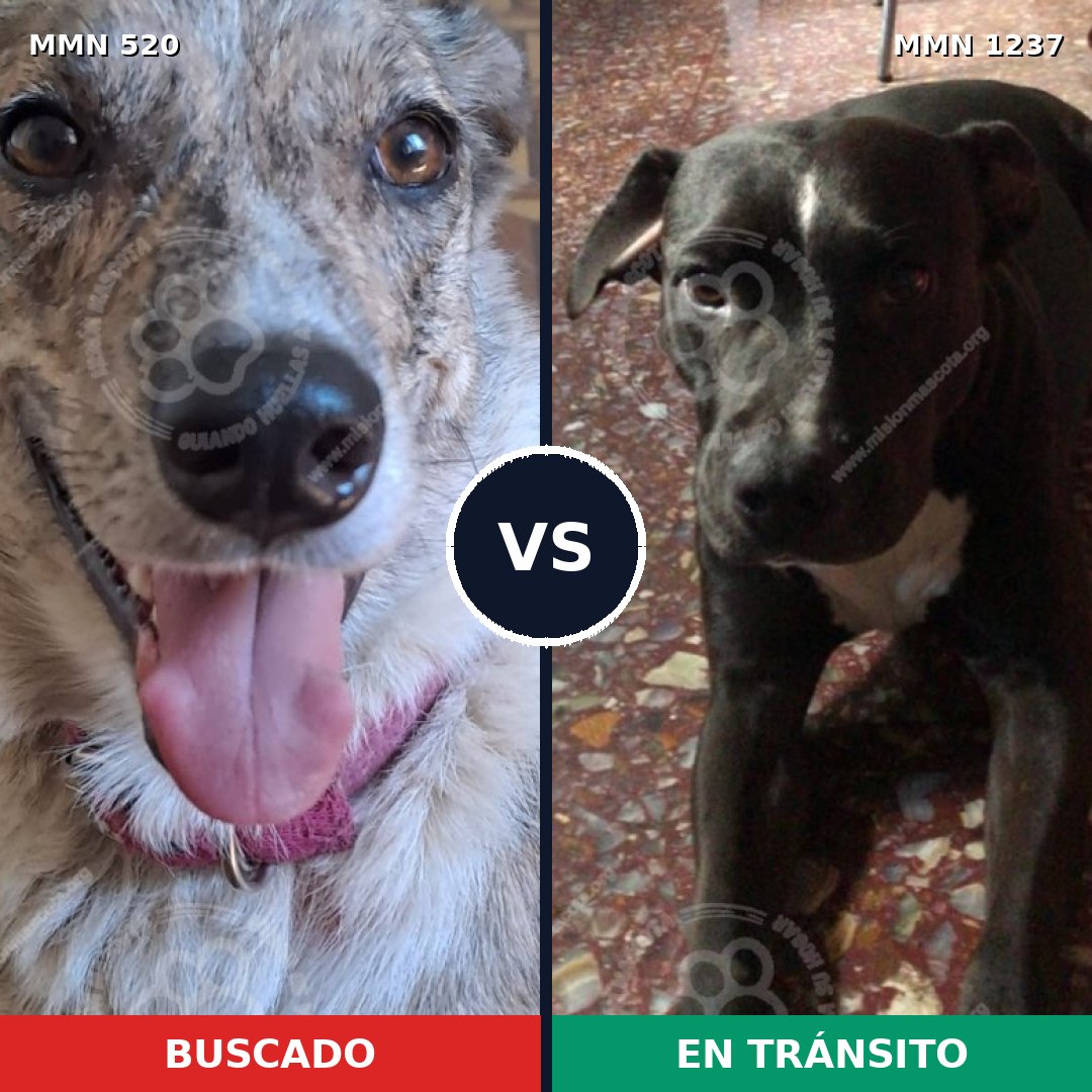 Comparativa MMS 20306: mascota perdida y mascota encontrada, 53% de similitud