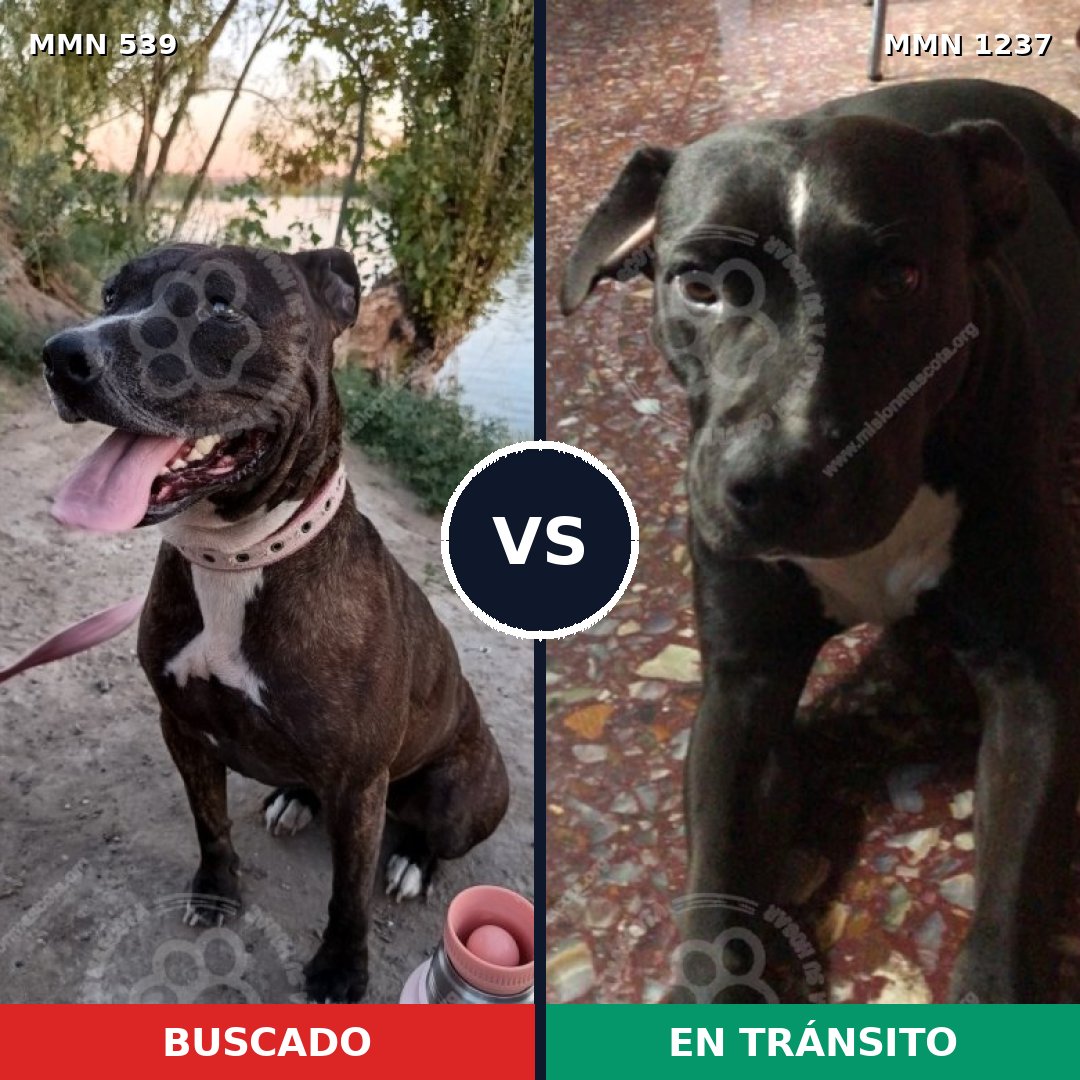 Comparativa MMS 20307: mascota perdida y mascota encontrada, 50% de similitud
