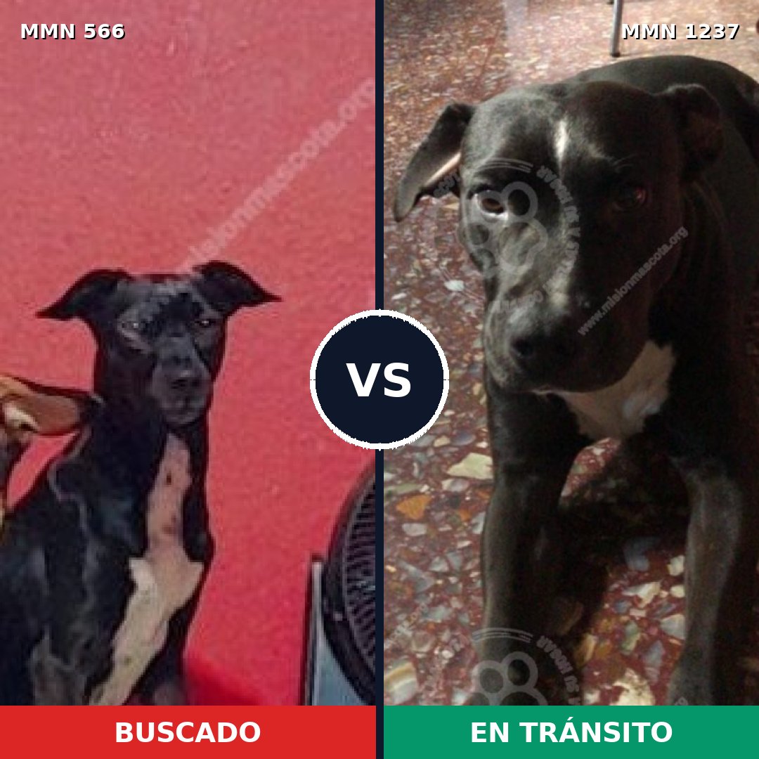 Comparativa MMS 20308: mascota perdida y mascota encontrada, 94% de similitud