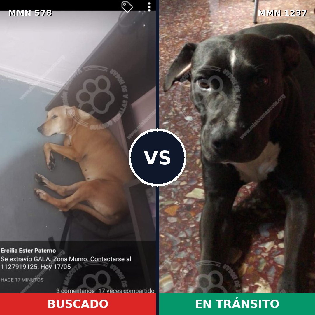 Comparativa MMS 20309: mascota perdida y mascota encontrada, 63% de similitud