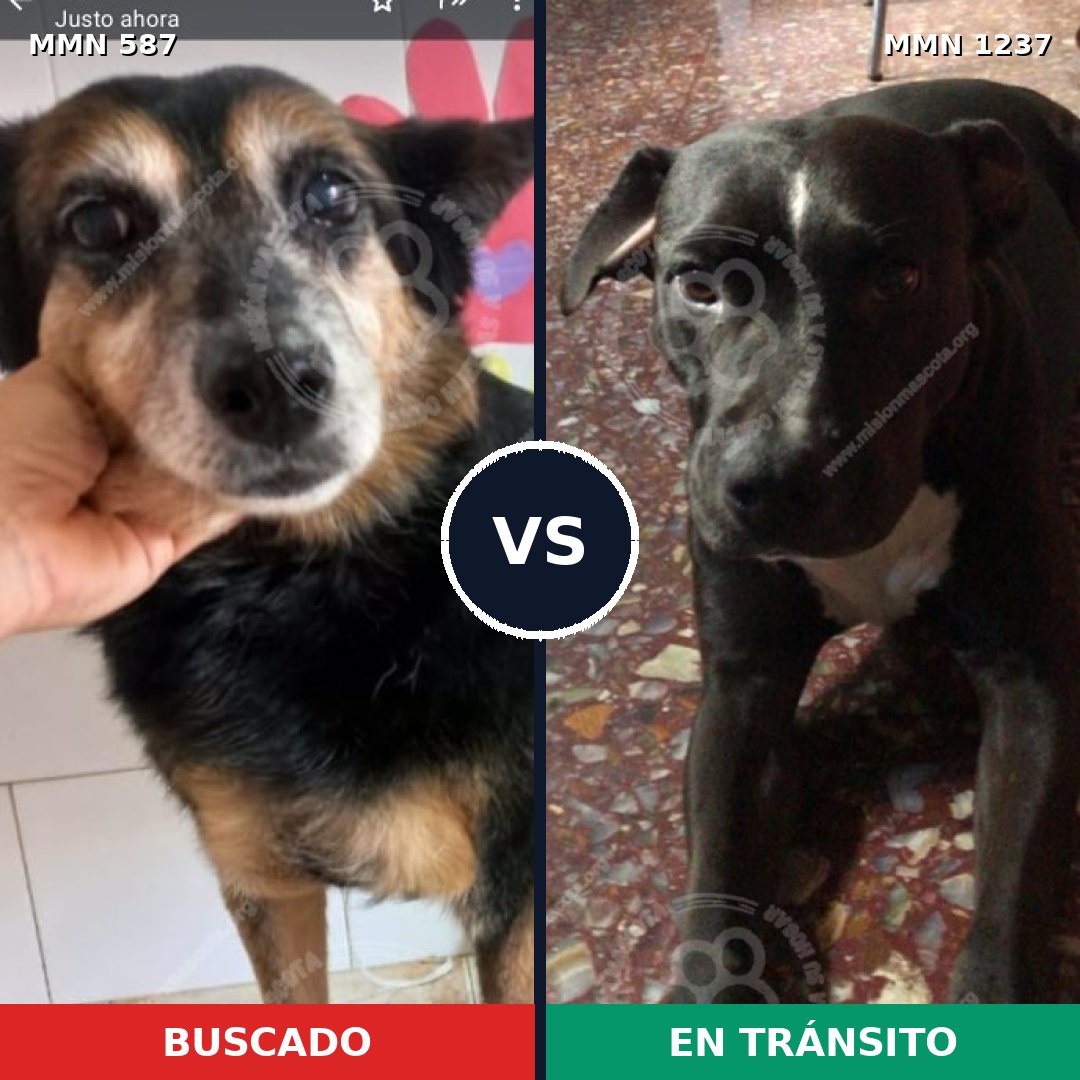 Comparativa MMS 20310: mascota perdida y mascota encontrada, 80% de similitud
