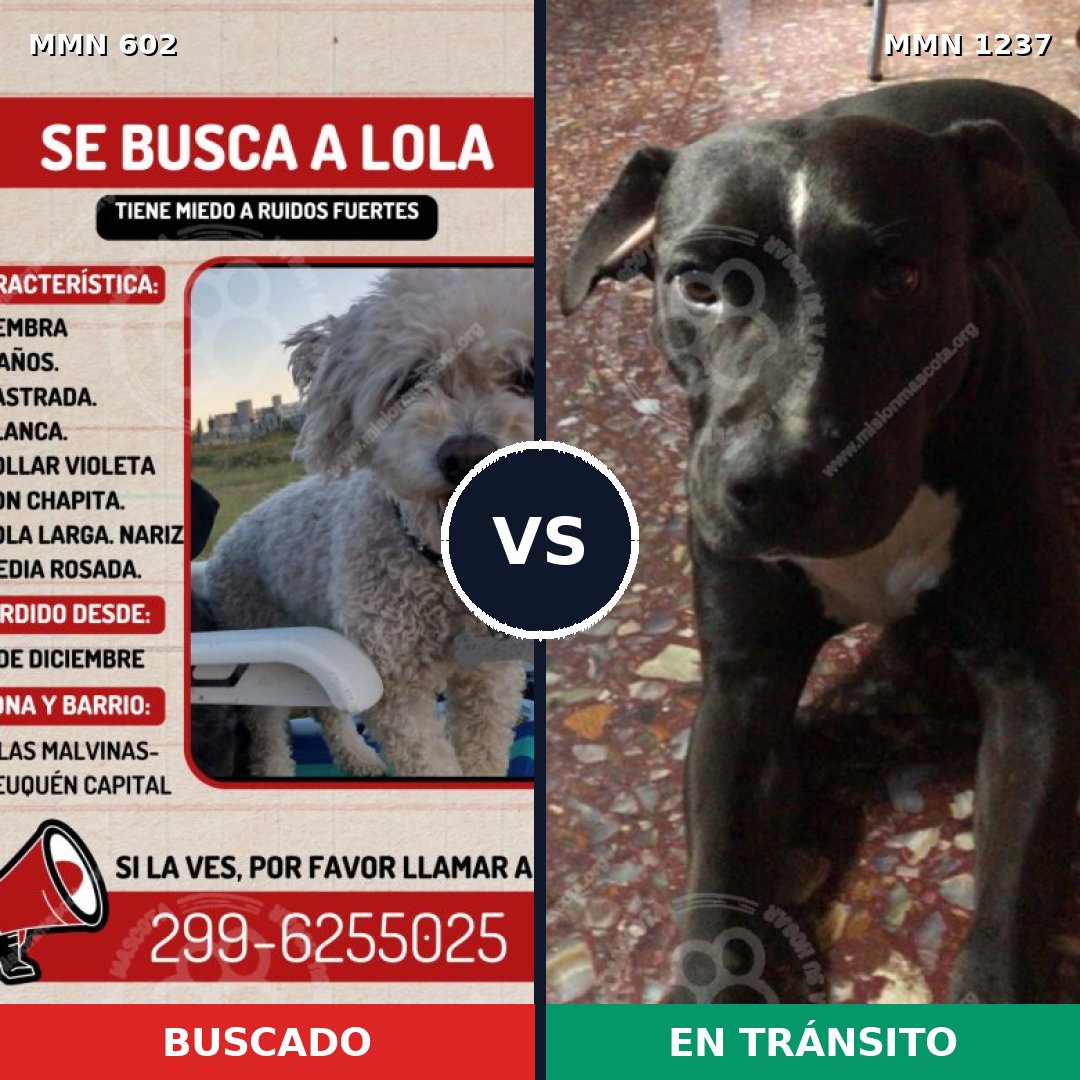 Comparativa MMS 20312: mascota perdida y mascota encontrada, 21% de similitud