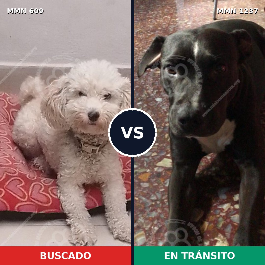 Comparativa MMS 20313: mascota perdida y mascota encontrada, 52% de similitud
