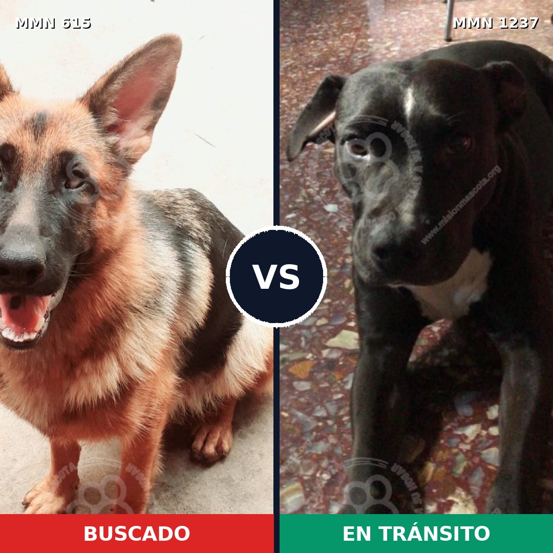 Comparativa MMS 20314: mascota perdida y mascota encontrada, 38% de similitud