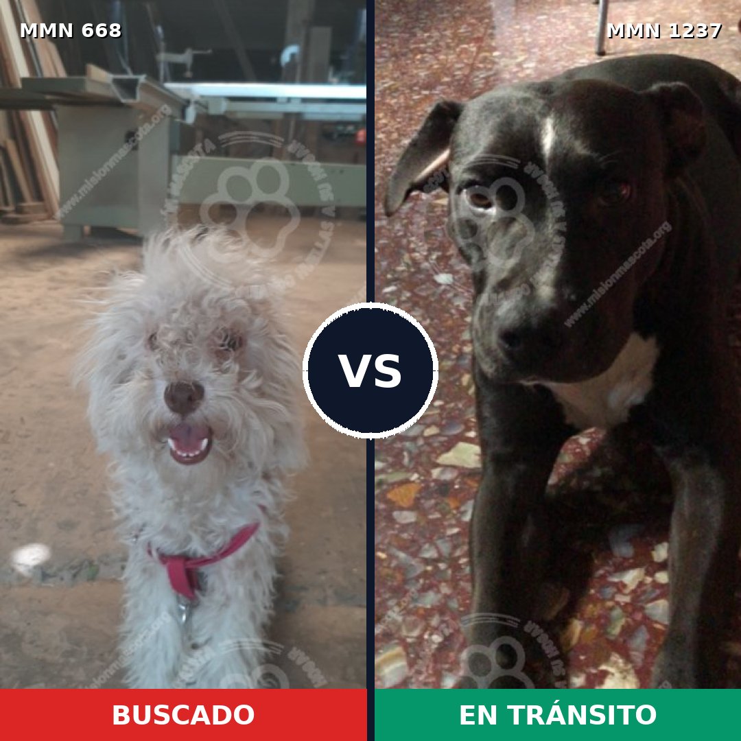 Comparativa MMS 20317: mascota perdida y mascota encontrada, 58% de similitud