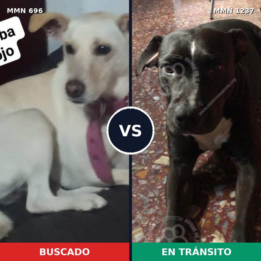 Comparativa MMS 20318: mascota perdida y mascota encontrada, 38% de similitud