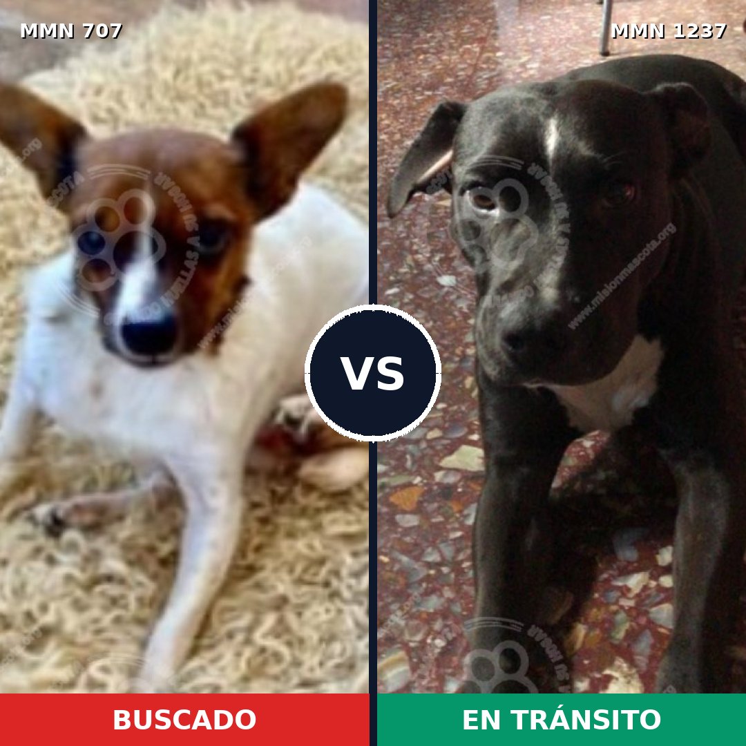 Comparativa MMS 20319: mascota perdida y mascota encontrada, 30% de similitud
