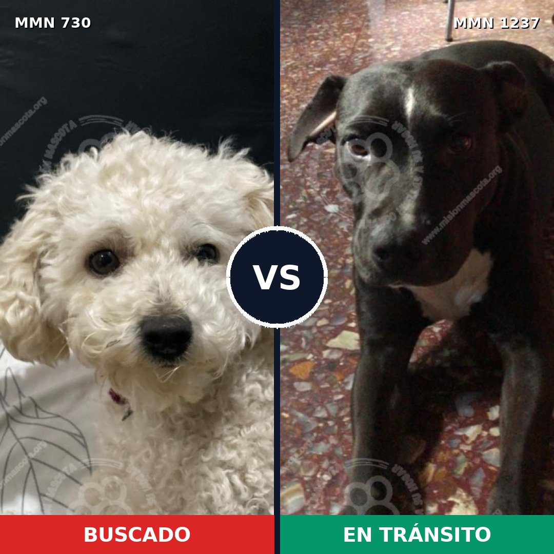 Comparativa MMS 20321: mascota perdida y mascota encontrada, 32% de similitud