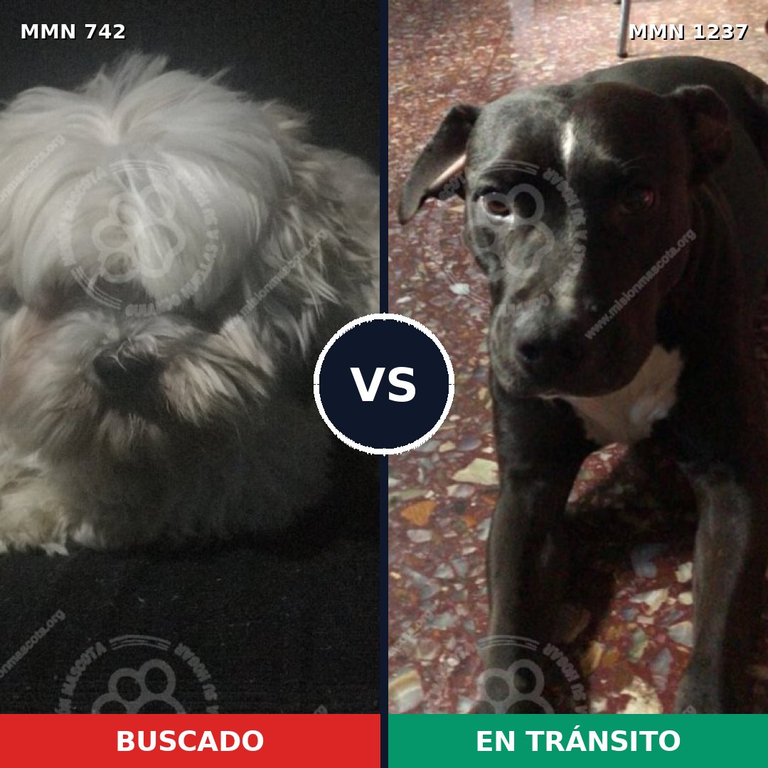 Comparativa MMS 20322: mascota perdida y mascota encontrada, 42% de similitud