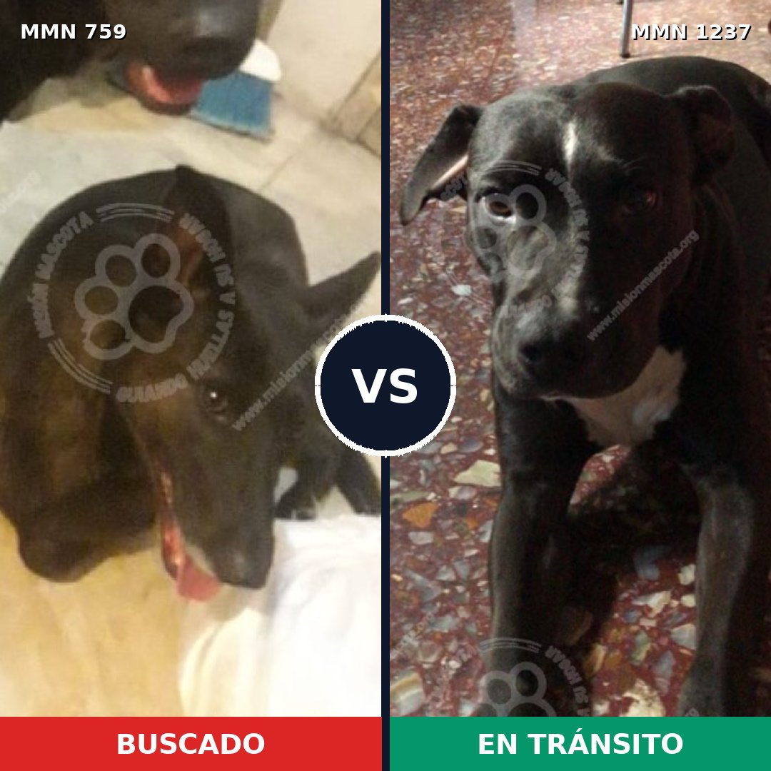Comparativa MMS 20323: mascota perdida y mascota encontrada, 54% de similitud