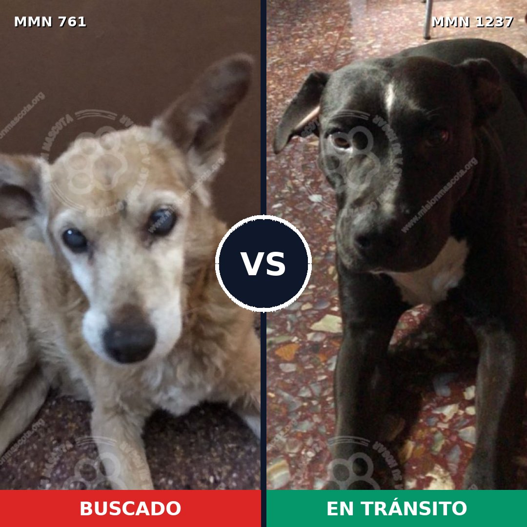 Comparativa MMS 20324: mascota perdida y mascota encontrada, 73% de similitud