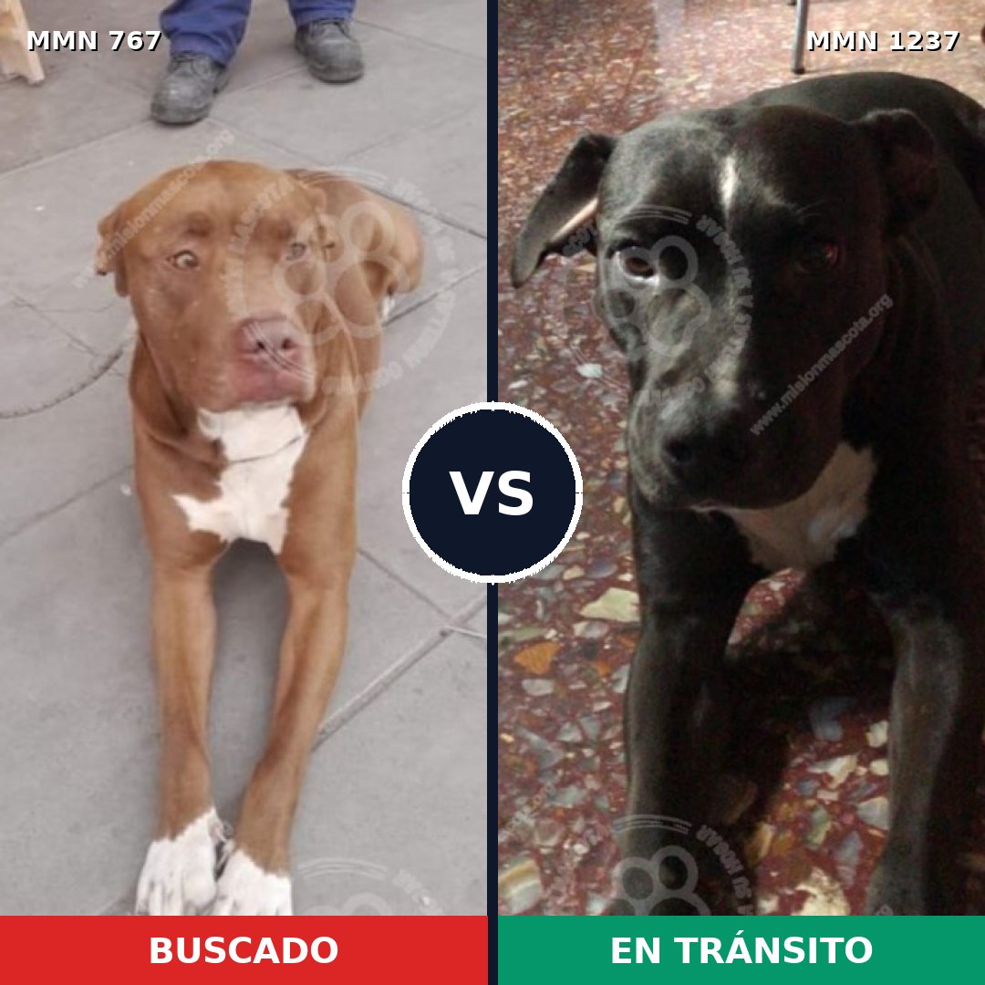 Comparativa MMS 20325: mascota perdida y mascota encontrada, 53% de similitud