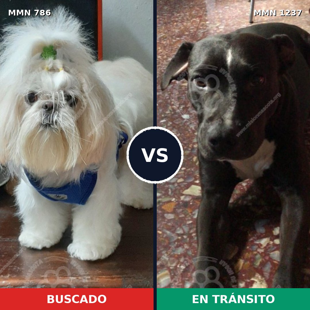Comparativa MMS 20328: mascota perdida y mascota encontrada, 37% de similitud