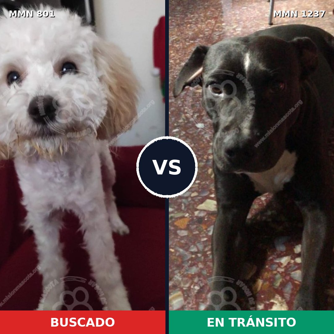 Comparativa MMS 20330: mascota perdida y mascota encontrada, 47% de similitud