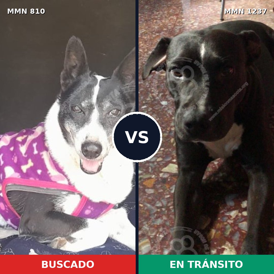 Comparativa MMS 20331: mascota perdida y mascota encontrada, 93% de similitud