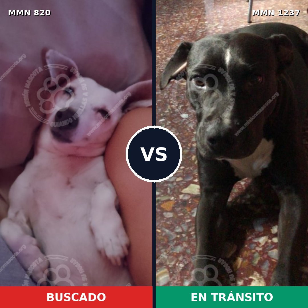 Comparativa MMS 20332: mascota perdida y mascota encontrada, 42% de similitud