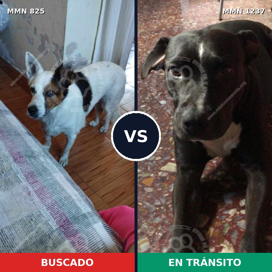 Comparativa MMS 20334: mascota perdida y mascota encontrada, 79% de similitud