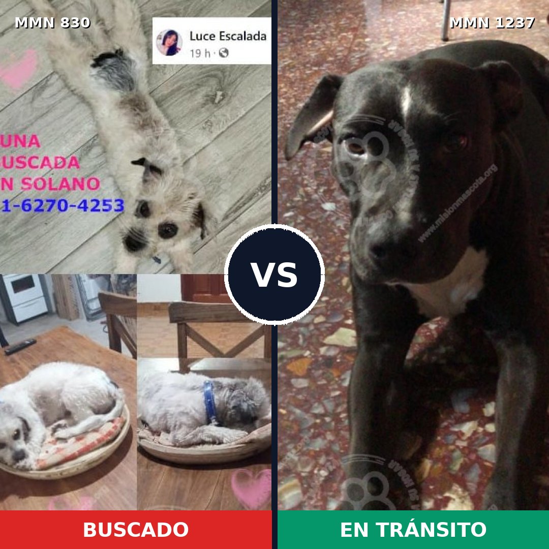 Comparativa MMS 20335: mascota perdida y mascota encontrada, 40% de similitud