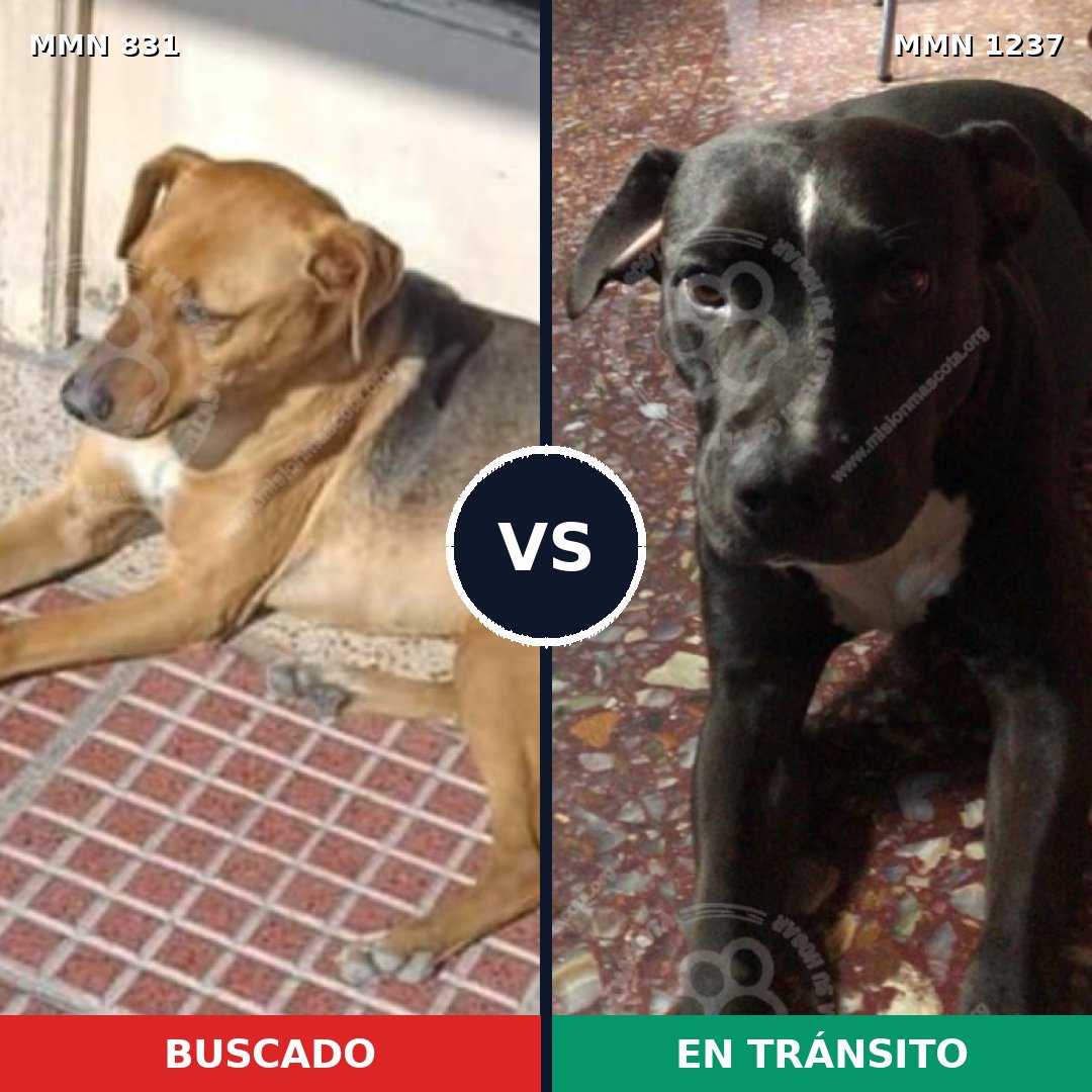 Comparativa MMS 20336: mascota perdida y mascota encontrada, 80% de similitud