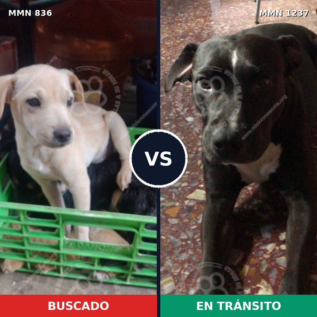 Comparativa MMS 20338: mascota perdida y mascota encontrada, 52% de similitud