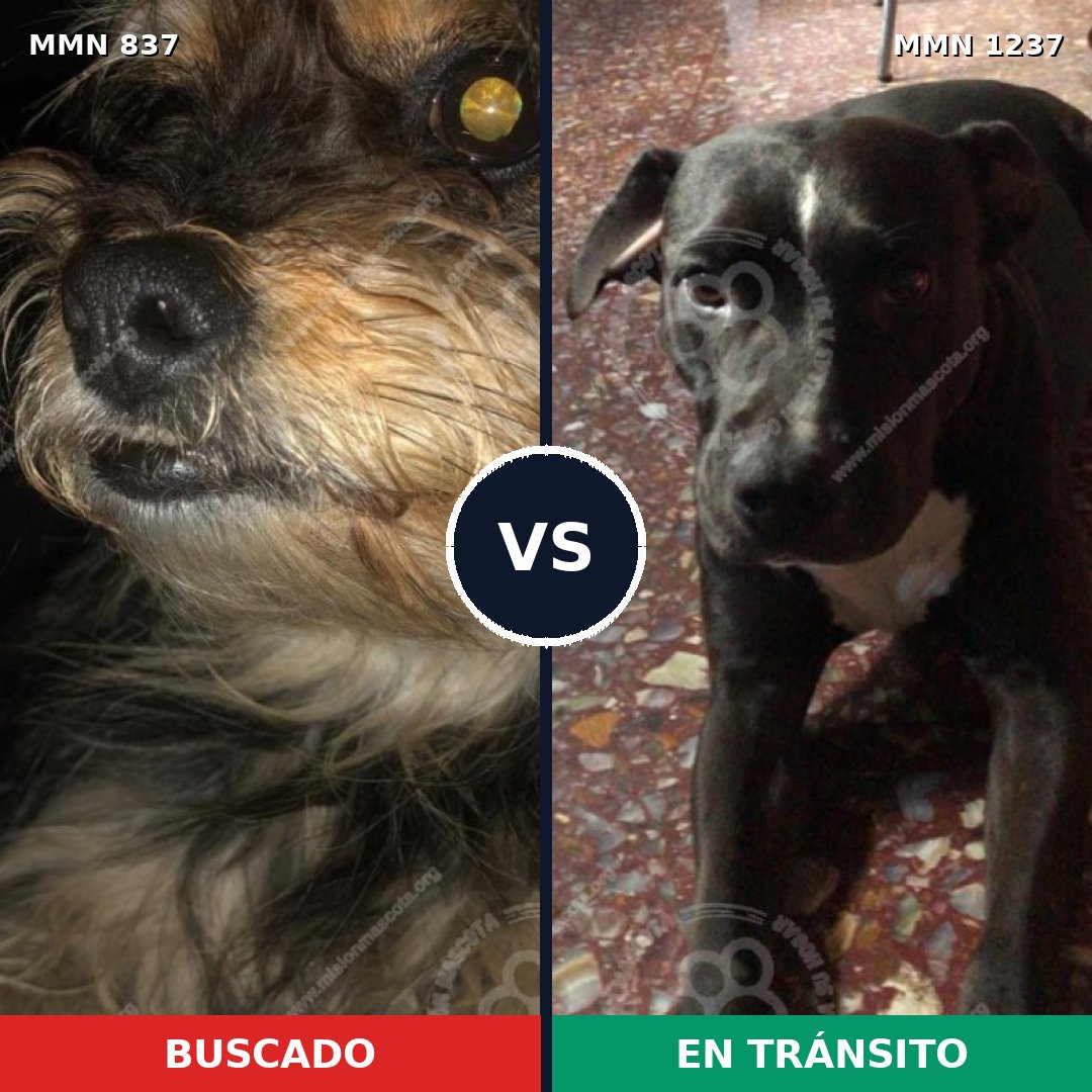 Comparativa MMS 20339: mascota perdida y mascota encontrada, 48% de similitud