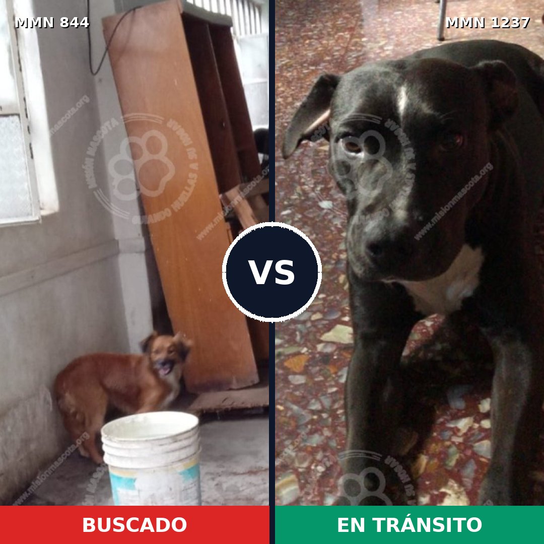 Comparativa MMS 20342: mascota perdida y mascota encontrada, 77% de similitud
