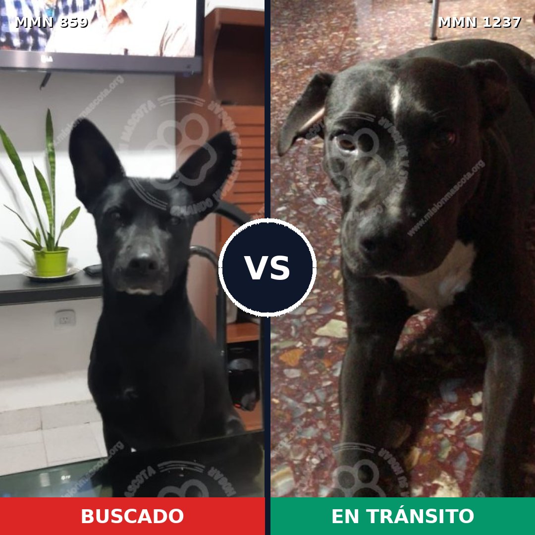 Comparativa MMS 20343: mascota perdida y mascota encontrada, 91% de similitud