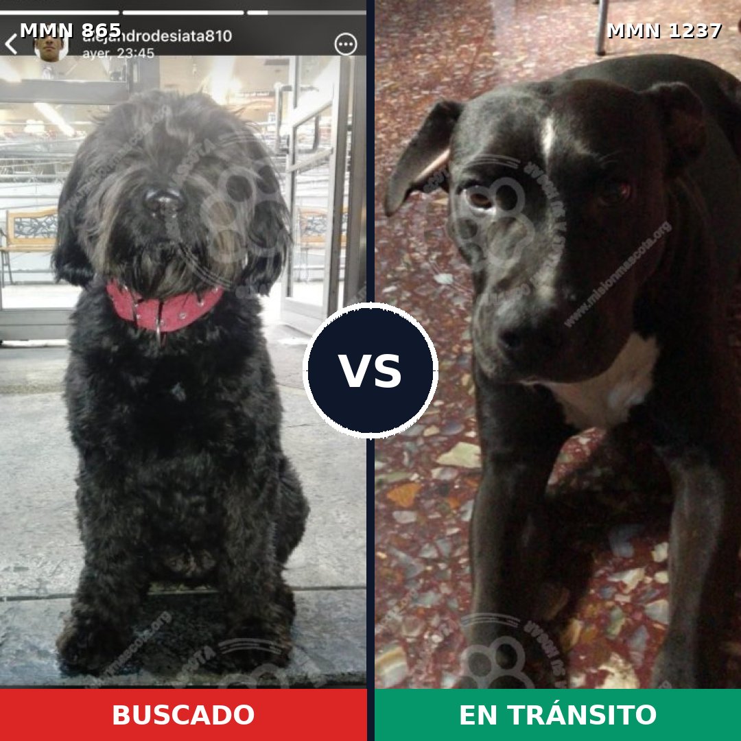 Comparativa MMS 20344: mascota perdida y mascota encontrada, 59% de similitud