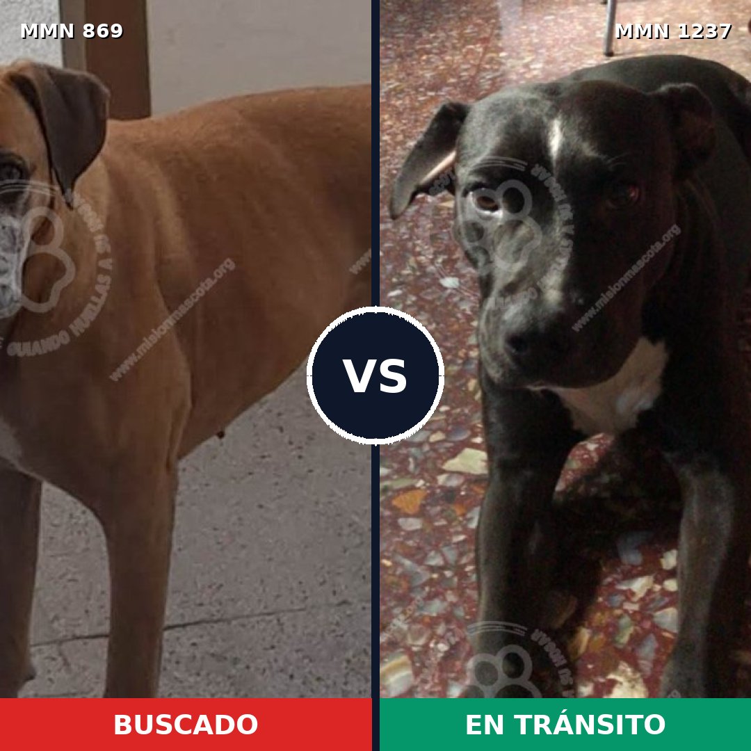 Comparativa MMS 20345: mascota perdida y mascota encontrada, 52% de similitud