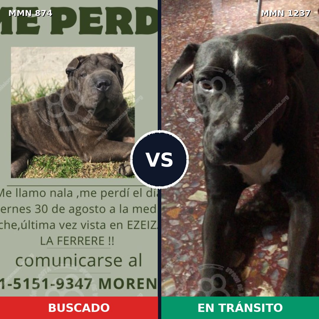 Comparativa MMS 20347: mascota perdida y mascota encontrada, 53% de similitud