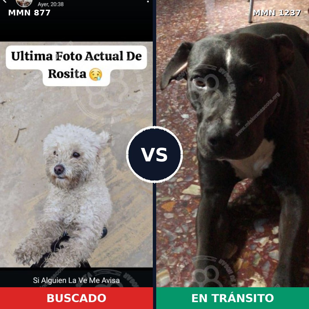 Comparativa MMS 20348: mascota perdida y mascota encontrada, 46% de similitud