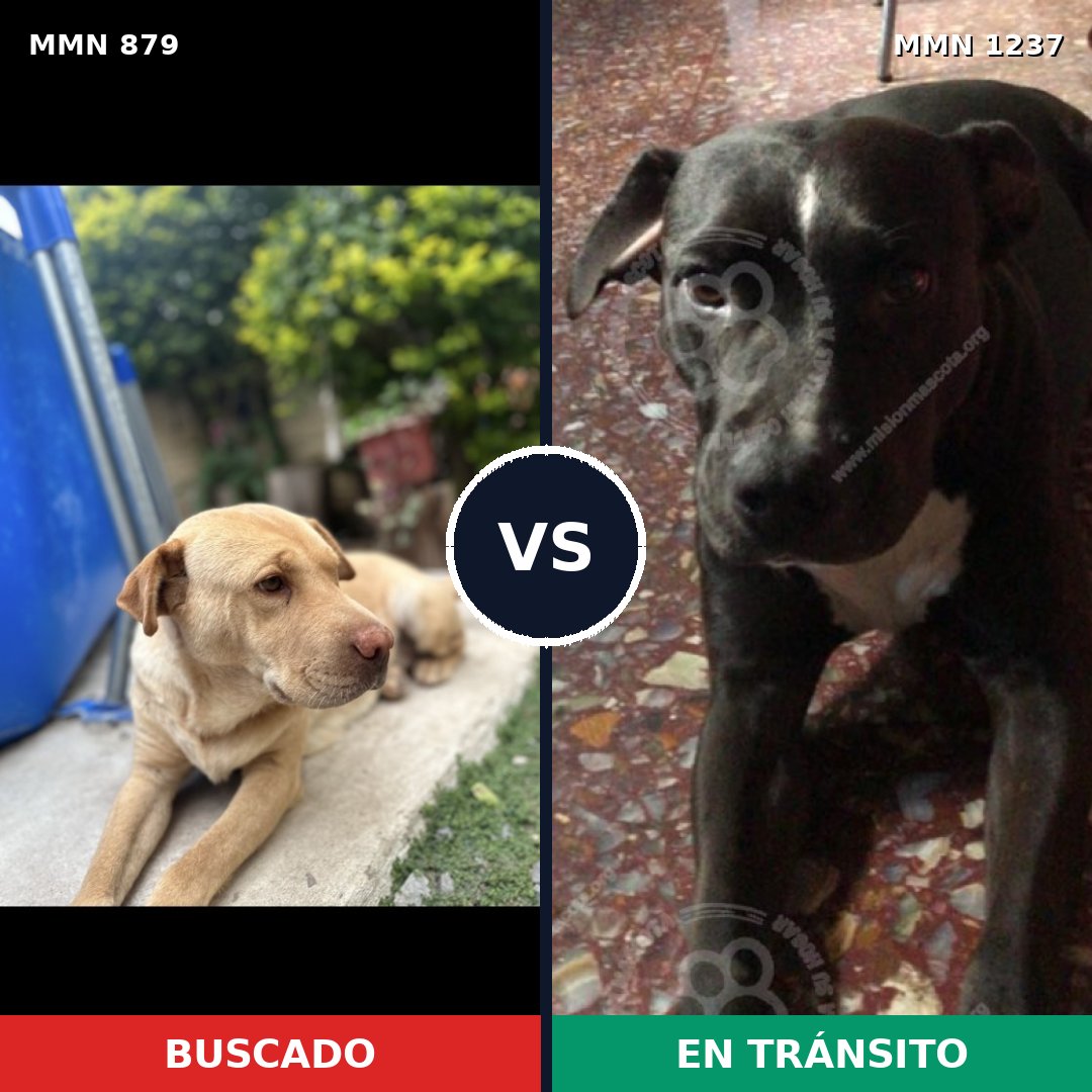 Comparativa MMS 20349: mascota perdida y mascota encontrada, 52% de similitud