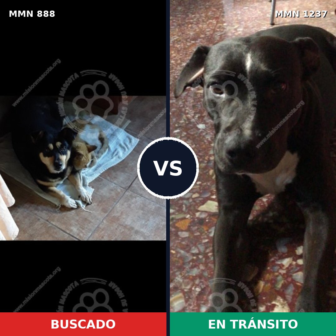 Comparativa MMS 20350: mascota perdida y mascota encontrada, 87% de similitud