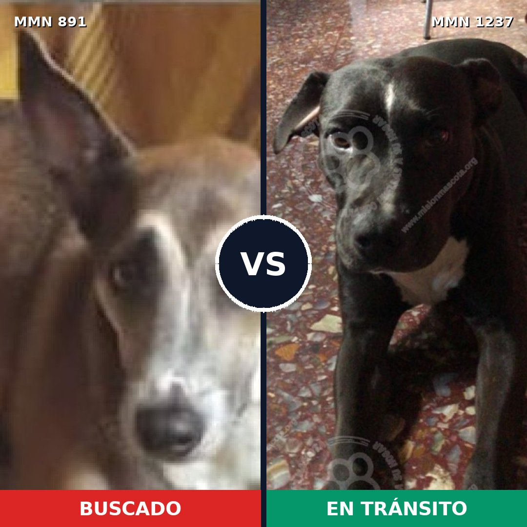 Comparativa MMS 20351: mascota perdida y mascota encontrada, 69% de similitud