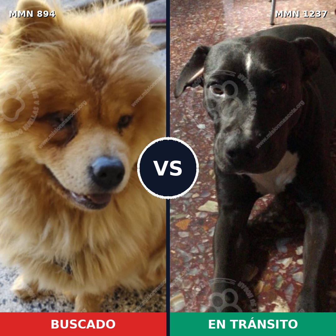 Comparativa MMS 20352: mascota perdida y mascota encontrada, 50% de similitud