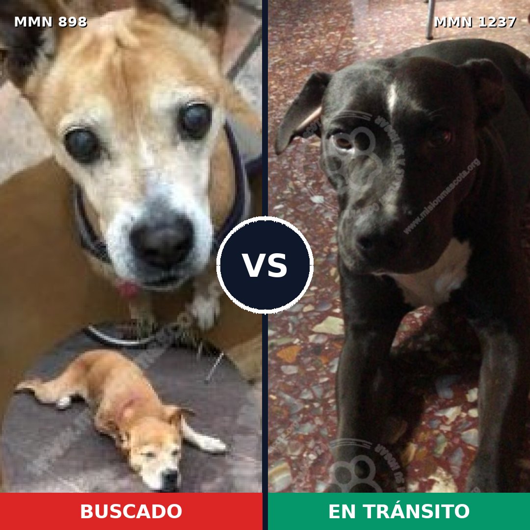 Comparativa MMS 20354: mascota perdida y mascota encontrada, 51% de similitud
