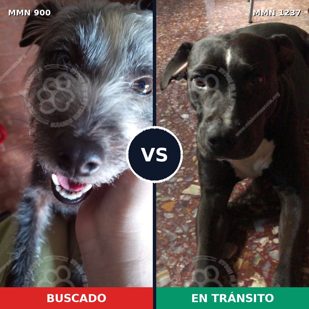 Comparativa MMS 20355: mascota perdida y mascota encontrada, 47% de similitud
