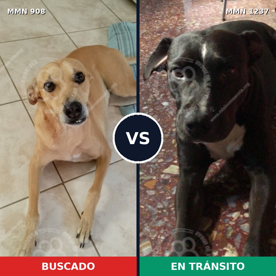 Comparativa MMS 20356: mascota perdida y mascota encontrada, 40% de similitud