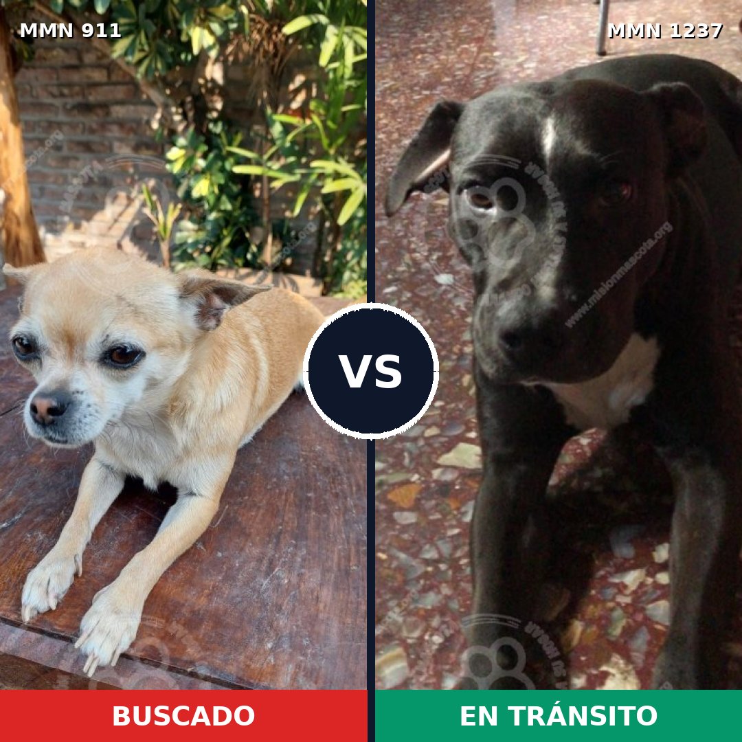 Comparativa MMS 20357: mascota perdida y mascota encontrada, 42% de similitud