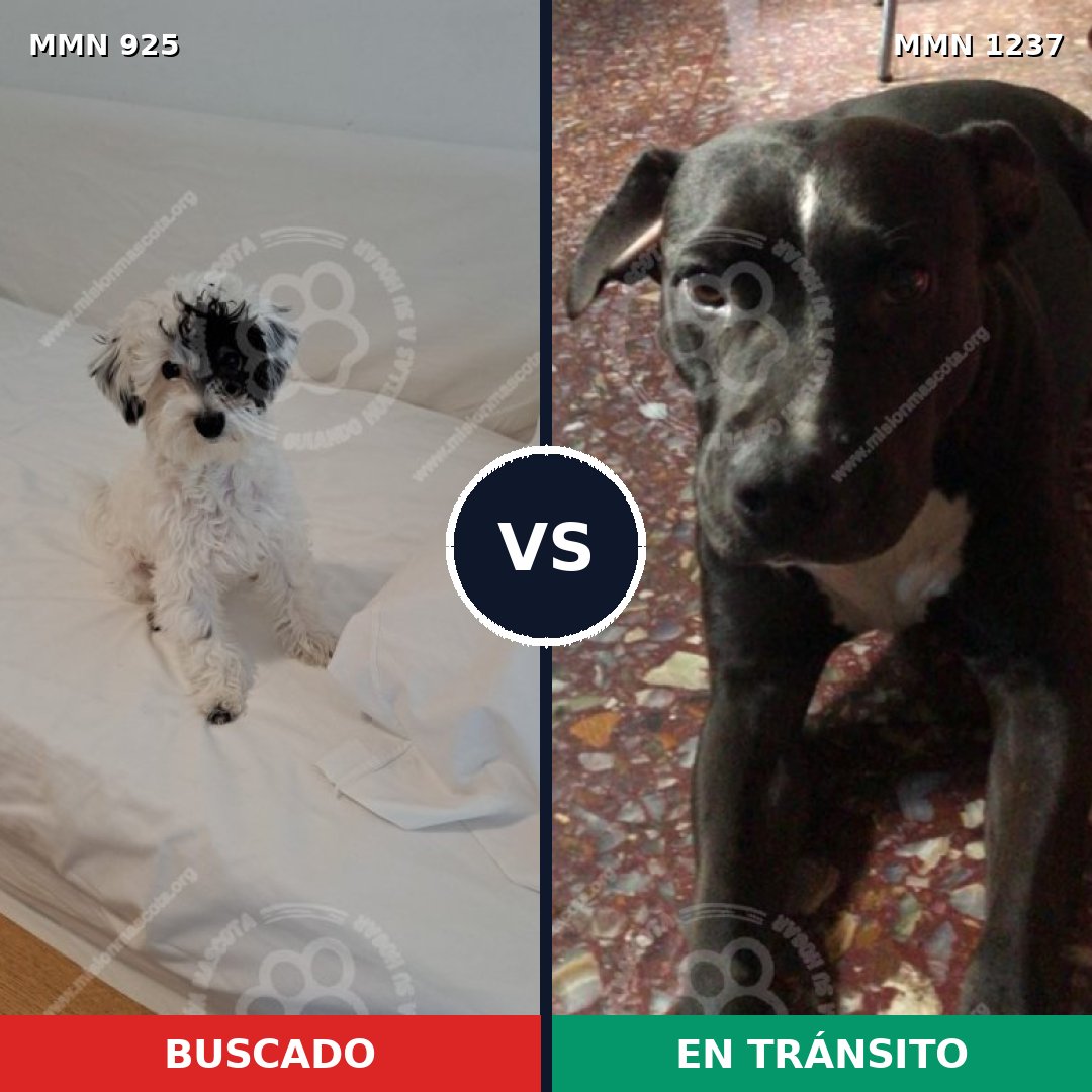 Comparativa MMS 20359: mascota perdida y mascota encontrada, 46% de similitud