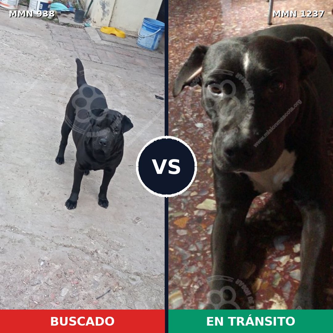 Comparativa MMS 20360: mascota perdida y mascota encontrada, 60% de similitud