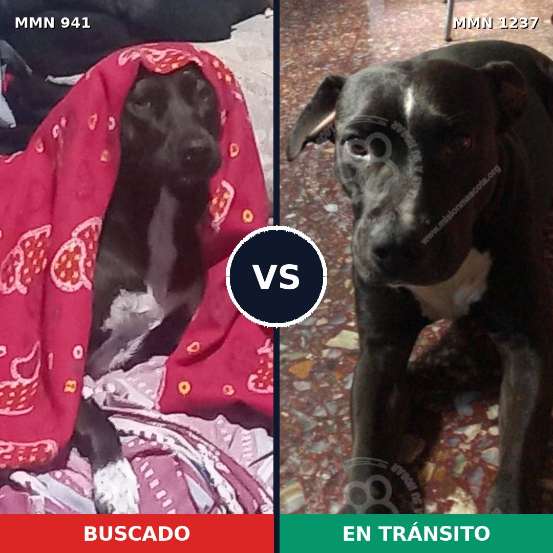 Comparativa MMS 20361: mascota perdida y mascota encontrada, 77% de similitud