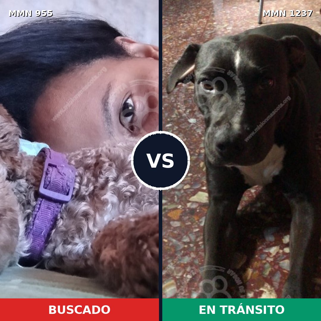 Comparativa MMS 20365: mascota perdida y mascota encontrada, 40% de similitud