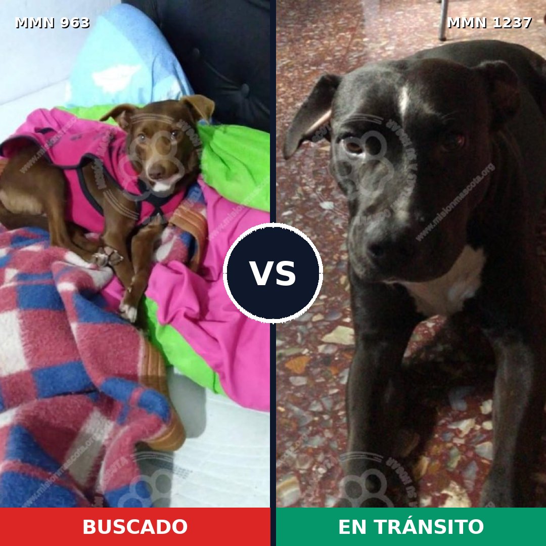 Comparativa MMS 20366: mascota perdida y mascota encontrada, 82% de similitud